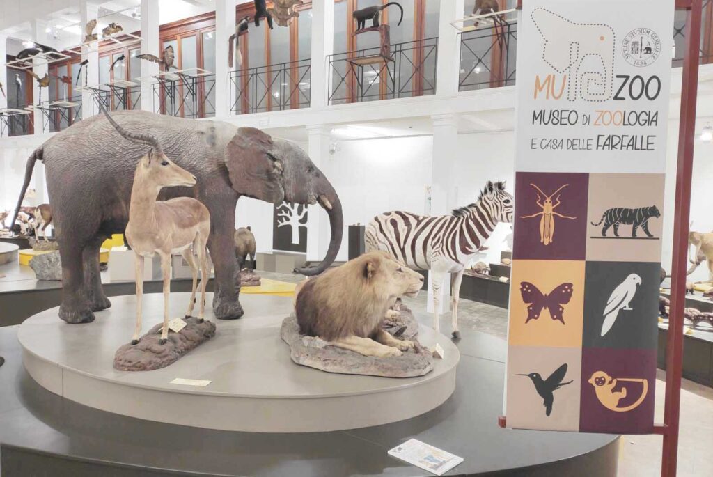 museo zoologia savana