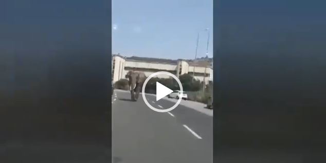 Elefante messina