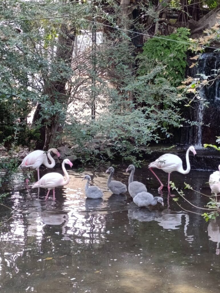 fenicotteri rosa giardini palazzo d'orleans palermo